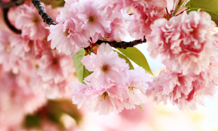 春暖花開時(shí)節(jié)，2021年博皓“鷹之家”學(xué)習(xí)組織班委換屆盛典