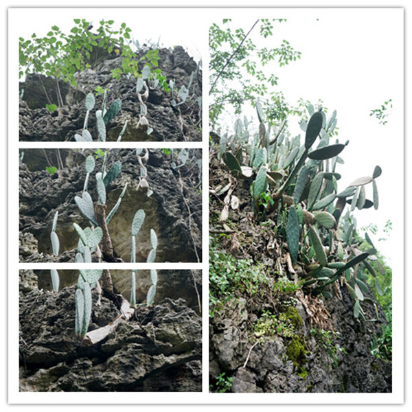 多彩貴州，魅力天下，2021年廣東博皓快樂貴州行-4