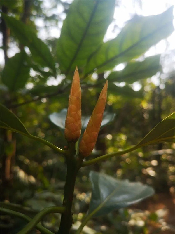 廣東博皓 博行天下丨虎年第一爬，挑戰(zhàn)從化老虎頭   -3