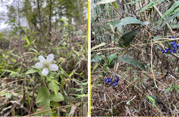 凝心聚力再出發(fā)，風(fēng)雨同舟赴星溪！--廣東博皓2024龍年首登星溪之旅     -5