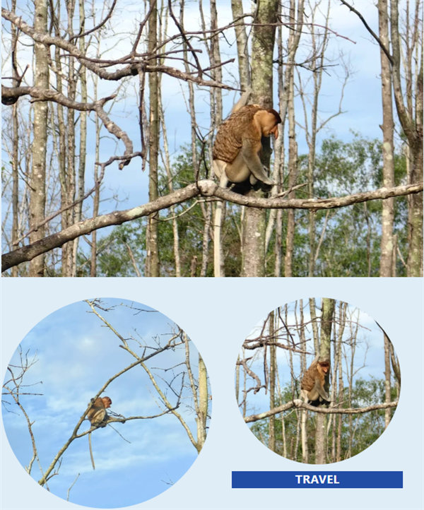 風(fēng)雨兼程二十載，馬來之旅續(xù)新篇——2024年博皓沙巴風(fēng)情之旅     -4